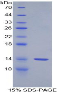 Recombinant Gonadotropin Releasing Hormone (GnRH)