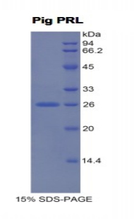 Recombinant Prolactin (PRL)