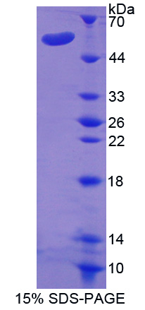 Recombinant Aminopeptidase A (ENPEP)