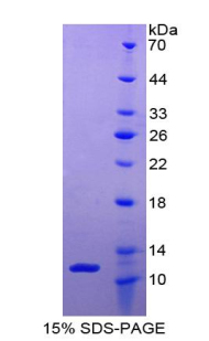 Recombinant Epithelial Neutrophil Activating Peptide 78 (ENA78)