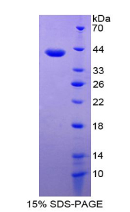 RPA860Hu03.jpg