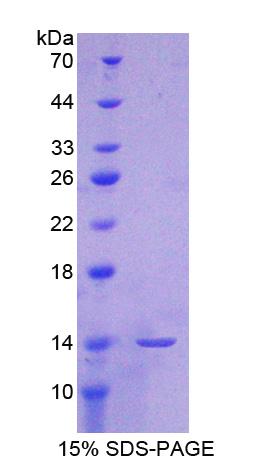 Recombinant Epithelial Neutrophil Activating Peptide 78 (ENA78)