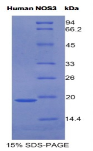 RPA868Hu01.jpg