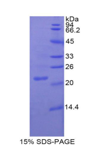 Recombinant Endothelial NOS (eNOS)