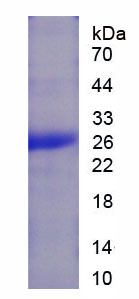 Recombinant Angiopoietin-3 (ANG-3)