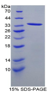 Recombinant Angiopoietin-3 (ANG-3)