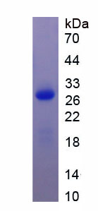 RPA885Mu02.jpg