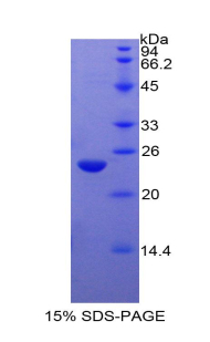 RPA886Bo01.jpg