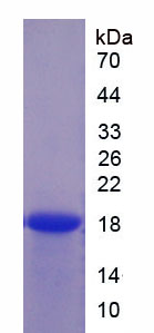 Recombinant Peroxisome Proliferator Activated Receptor Gamma (PPARg)