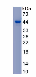 Recombinant Pulmonary Surfactant Associated Protein A1 (SFTPA1)