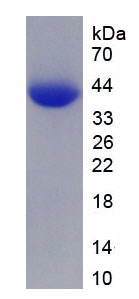 Recombinant Pulmonary Surfactant Associated Protein A1 (SFTPA1)