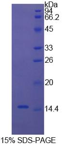 Recombinant Cystatin C (Cys-C)