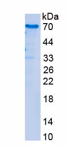 RPA899Hu02.jpg