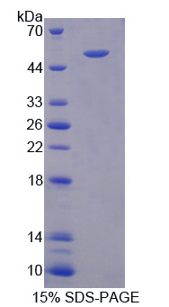 RPA903Hu01.jpg