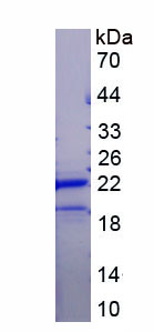 RPA929Mu01.jpg