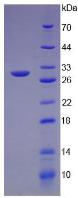 Recombinant Intelectin 1 (ITLN1)