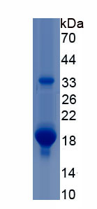 RPA934Hu01.jpg