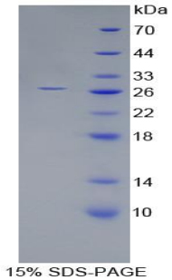 RPA937Hu02.jpg