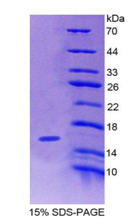 RPA942Hu01.jpg