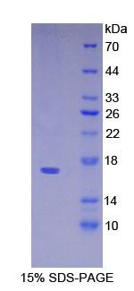 RPA942Mu01.jpg