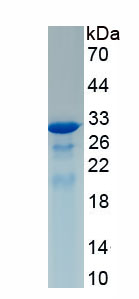 RPA944Hu01.jpg