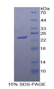 RPA954Hu01.jpg