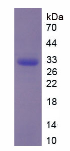 Recombinant Cholinergic Receptor, Nicotinic, Alpha 1 (CHRNa1)