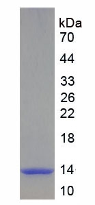 Recombinant Trefoil Factor 1 (TFF1)