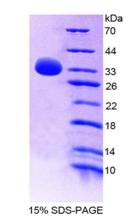 Recombinant Transcriptional Activator Myb (c-Myb)