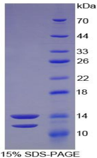 Recombinant Peptide YY (PYY)