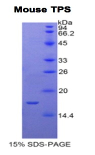 Recombinant Tryptase (TPS)