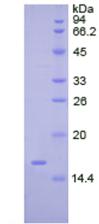 Recombinant Tryptase (TPS)