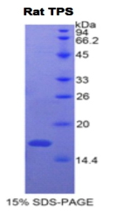 Recombinant Tryptase (TPS)