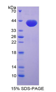 RPB122Hu02.jpg