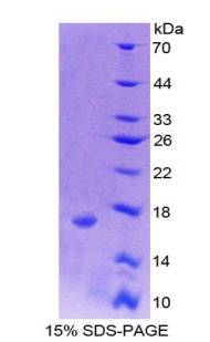 RPB128Hu01.jpg