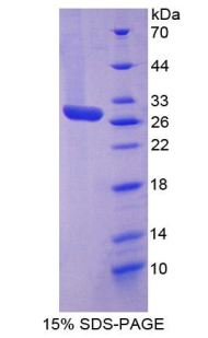 RPB180Bo01.jpg