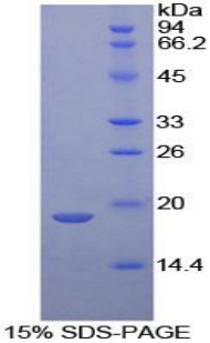 Recombinant Neurotensin (NT)