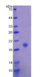 RPB212Hu01.jpg