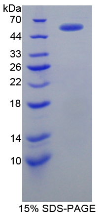 RPB215Hu02.jpg