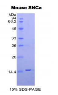 RPB222Mu01.jpg