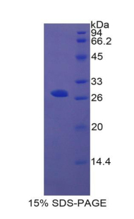 RPB228Hu01.jpg