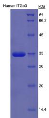 Recombinant Integrin Beta 3 (ITGb3)