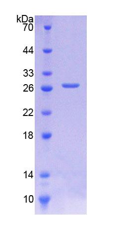 RPB280Hu02.jpg