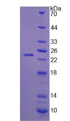 Recombinant Integrin Alpha V (ITGaV)