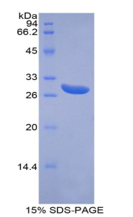 RPB288Hu01.jpg