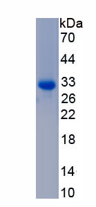 RPB296Hu01.jpg