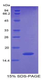 Recombinant Pleiotrophin (PTN)