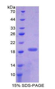 Recombinant Pleiotrophin (PTN)