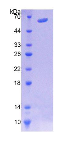 RPB319Hu01.jpg