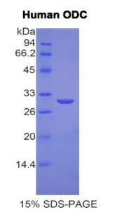 Recombinant Ornithine Decarboxylase (ODC)